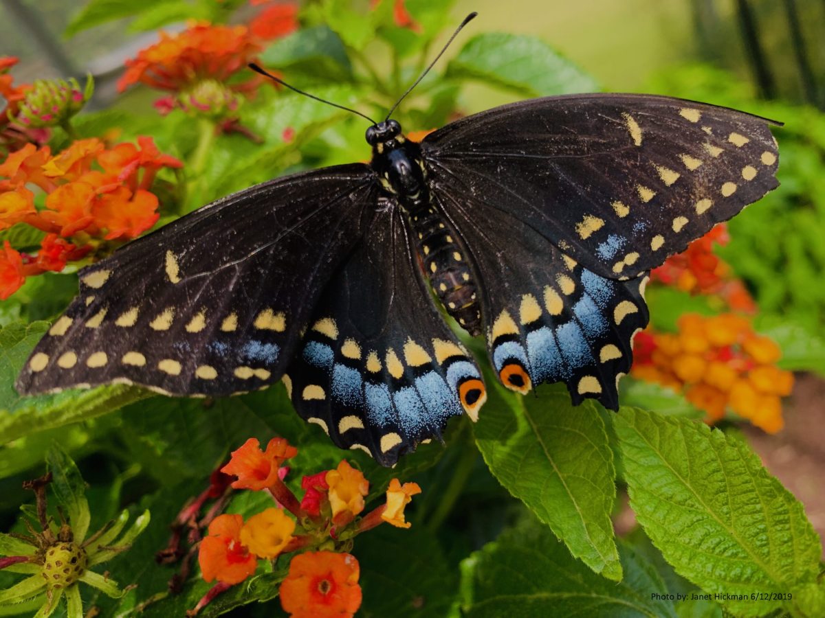 Black Swallowtail Butterfly