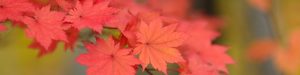 Red maple leaves border