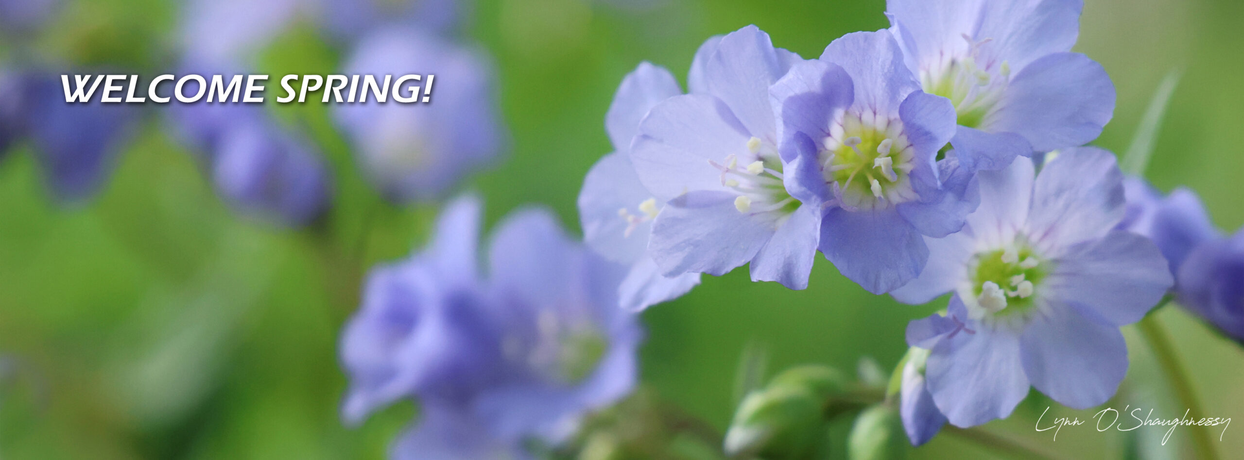 Welcome Spring